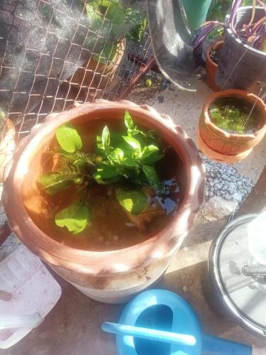 a bowl of soup with a plant in it at คอปเตอร์ Resort in Ban Khlot