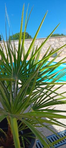 Villa Zara photo 3