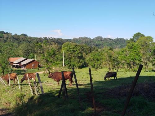 a group of cows in a field behind a fence at Quarto Cama Casal in Gramado