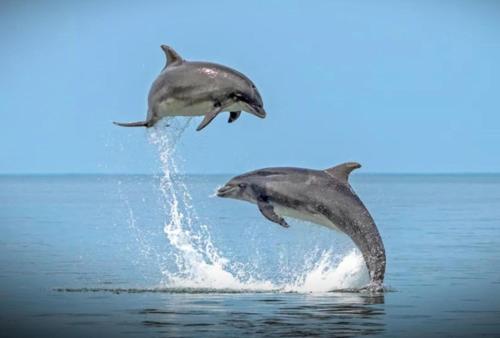 Άλλα ζώα σε αυτή η παραθεριστική κατοικία ή στη γύρω περιοχή