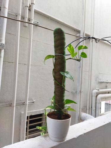 a green plant in a white pot on a ledge at WooLiv in Coimbatore