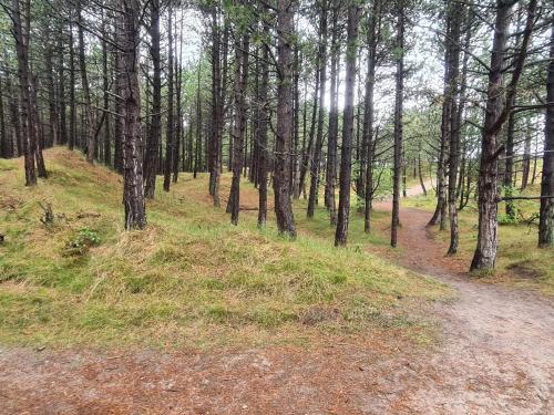 a dirt road in a forest with trees at 8 person holiday home in Rømø-By Traum in Kongsmark