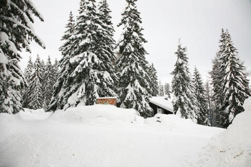 a pile of snow in front of some trees at Alpine-Lodges Petra in Hintersauerwald