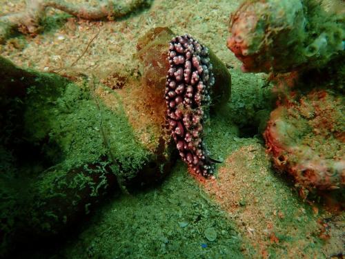 Άλλα ζώα σε αυτό το ξενοδοχείο ή στη γύρω περιοχή