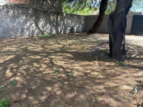 Ein Baum, der in einem Garten neben einer Mauer sitzt in der Unterkunft Departamento Chacabuco 2 in San Fernando del Valle de Catamarca