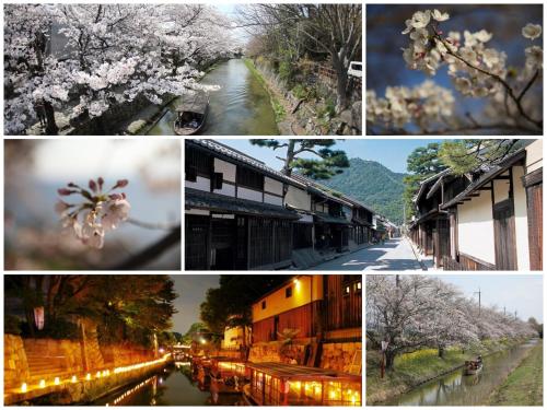 a collage of photos with cherry trees and a river at Guesthouse Omihachiman in Omihachiman