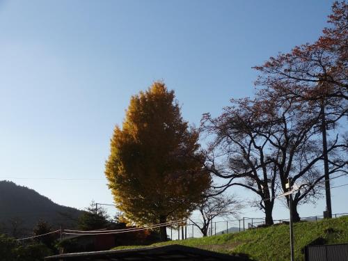 a tree on the side of a hill with trees at Miyama KAYA Villa in Nantan city