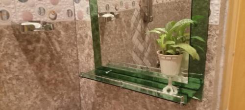 a plant in a pot on a glass shelf in a shower at Talblick Valley in Ella