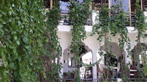 a building with ivy growing on the side of it at Inn Seventh Heaven in Pushkar