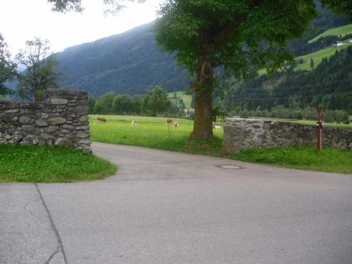 a road with a stone wall and cows in a field at Nagelehof in Ainet