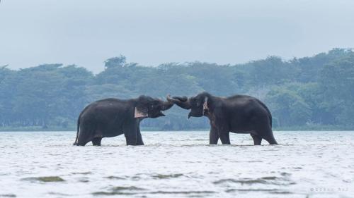 two elephants standing in a body of water at Sigiri Niwahana Home Stay in Sigiriya