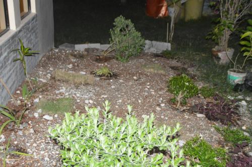 Un jardín fuera de James Homestay