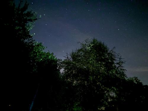 a starry night with two trees in the foreground at Il Seccatoio in Riolunato