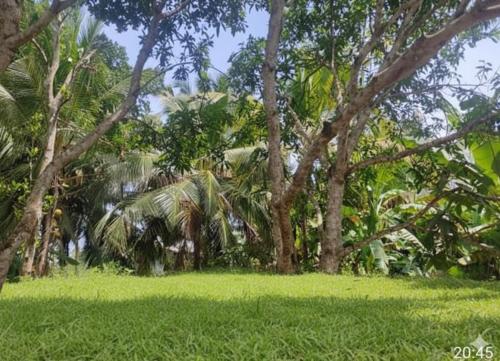 Κήπος έξω από το The Nature Resort