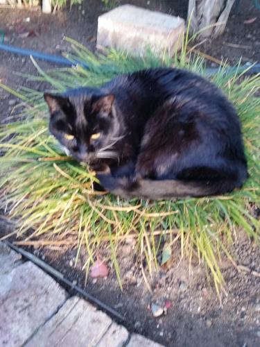 a black cat laying on the ground in the grass at Earthbound Guest House in Oudtshoorn