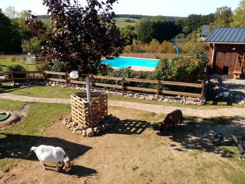 a group of animals standing in the grass near a pool at Le paon de bois avec bain nordique in Saint-Mards-en-Othe