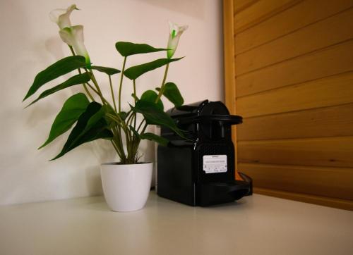 a plant sitting on a table next to a black container at Attimo d'amore in Quinto Vicentino