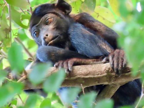 a baby chimpanzee sitting on a tree branch at Estudio Embira - Lago Verde in Santarém