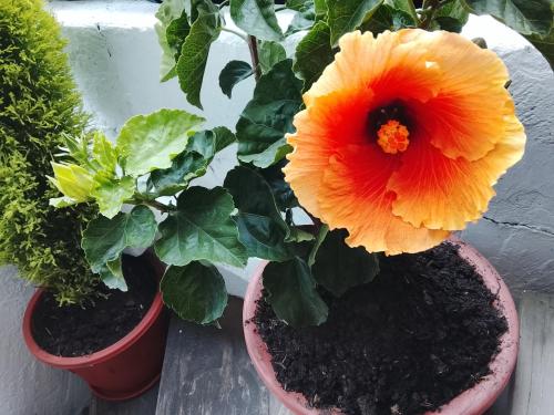 dwa kwiaty w doniczce na stole w obiekcie Aracari Inn Mindo w mieście Mindo