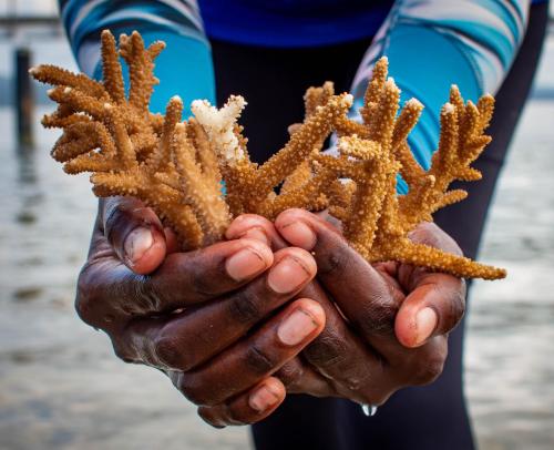 Fotografie z fotogalerie ubytování Loloata Island Resort v destinaci Port Moresby