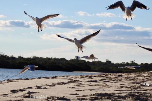 a flock of seagulls flying over a beach at 39 The Esplanade in Woodgate