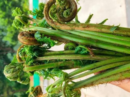 Fotografie z fotogalerie ubytování Green Hills Homestay v destinaci Dhanaulti