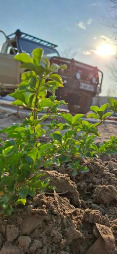 een kleine groene plant voor een vrachtwagen bij DREAMS INN guest house in Maun