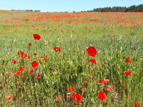 KamminkeにあるKamminke - Reetdachhausの野中の赤いケシ畑