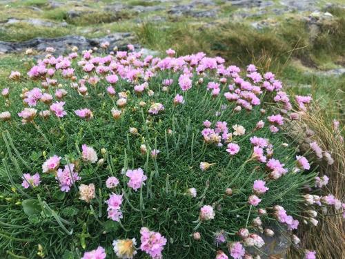 a bunch of pink flowers in a field at Riverside in Coppervalley Vue in Cork