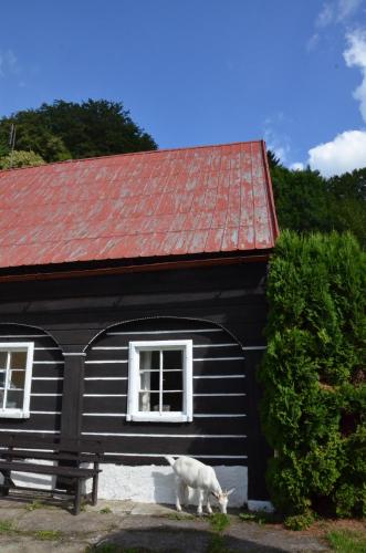 a white cat standing in front of a black house at Penzion U kozy in Chřibská