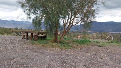 a picnic table next to a tree in a field at Il Calice dell'Etna in Passopisciaro