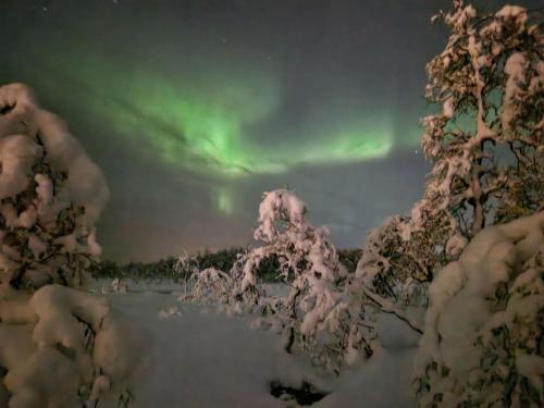 an image of the aurora in the sky with trees at Aurora view apartment III - close to everything in Tromsø