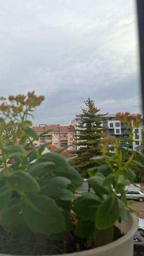 Zahrada ubytování Grand Albi Apartament