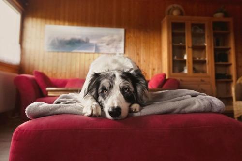 Domácí mazlíčci ubytovaní s hosty v ubytování Ferienhaus Barbara