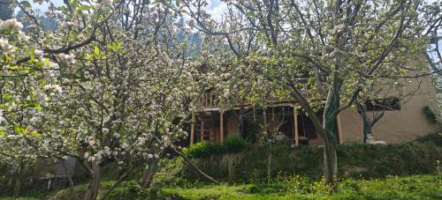 a house with trees in front of it at Ikigai homestay in Vashisht