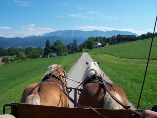 Gallery image of Gasthofladen Schneeweiss in Attersee am Attersee