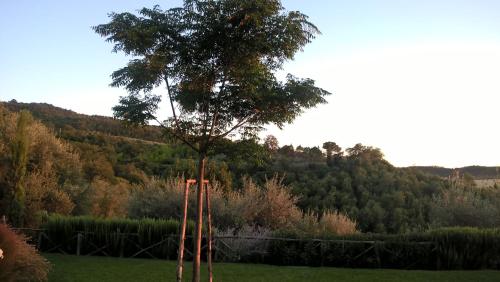 a tree in a field with at Piccolo Relais Galletto di Marzo Spa e relax solo per due in Paciano