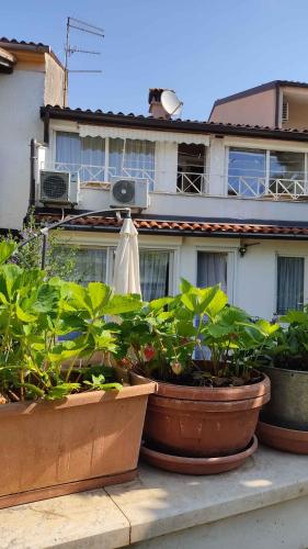 Apartments in Porec - Istrien 33353