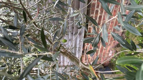 Κήπος έξω από το Double room, family house