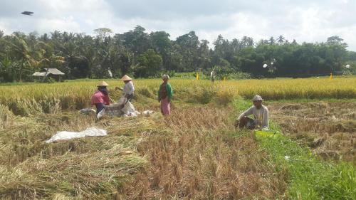a group of people working in a field at Natha Ubud Villa in Ubud