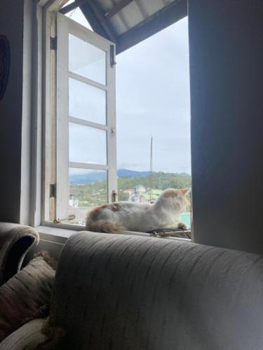 a cat sitting on the ledge of a window at The Niwasa Resident in Nuwara Eliya