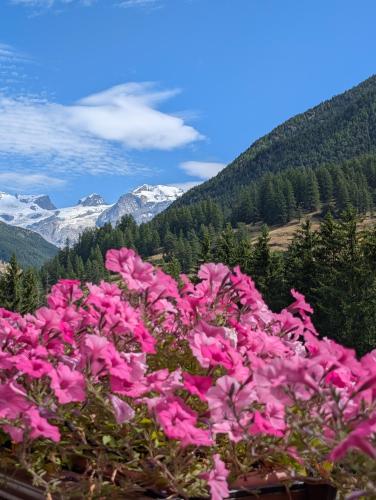 a pile of pink flowers with mountains in the background at Maison Poluc - Chiaro di Luna in Champoluc