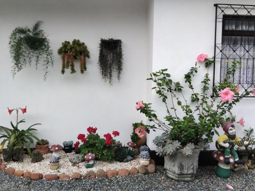a group of potted plants and flowers against a wall at Recanto Área Verde, tradição e cultura alemã in Pomerode