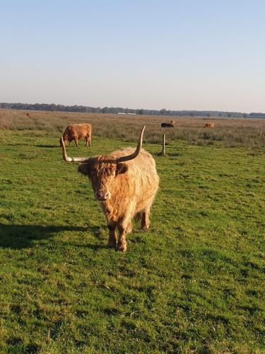 a cow with long horns standing in a field at MOI -Magnifiek Overnachten In- Meppen in Meppen