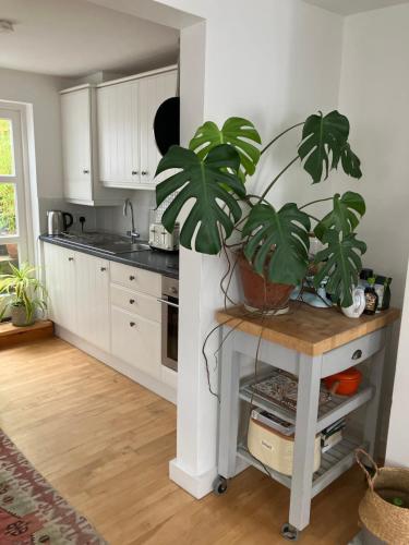 une cuisine avec une plante en pot sur une table dans l'établissement Riverside country cottage, à Newhaven