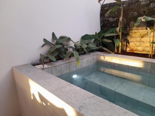 a swimming pool with plants on top of it at La Kaz Banian in Saint-Pierre