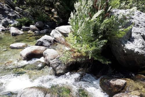 een rivier met rotsen en een plant erop bij Casa La Colombaia in Poggio-di-Nazza