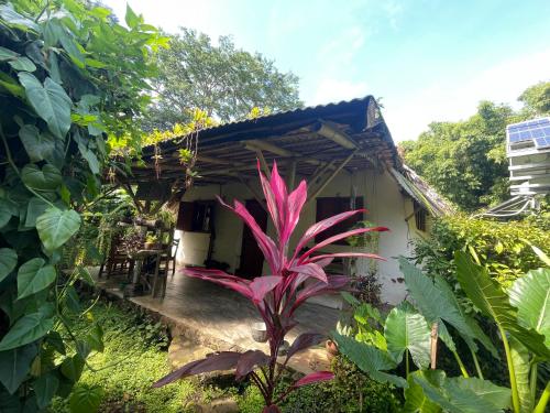 uma casa com uma planta rosa em frente em El Zopilote em Balgue