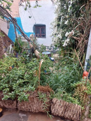 a garden with plants and flowers in front of a house at Maison diyafa in Guelmim