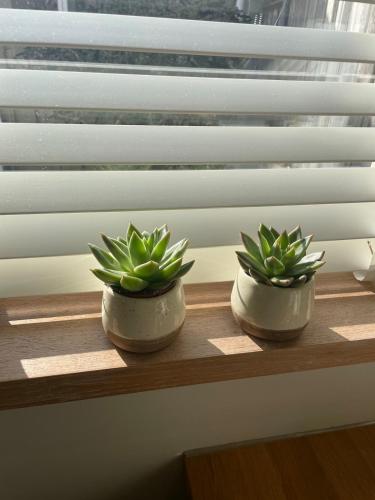 two plants in pots sitting on a window sill at 'het Haasje' in Hedel